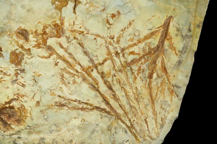 Fossil Cyprus (Taxodium) Fronds - Montana #120782